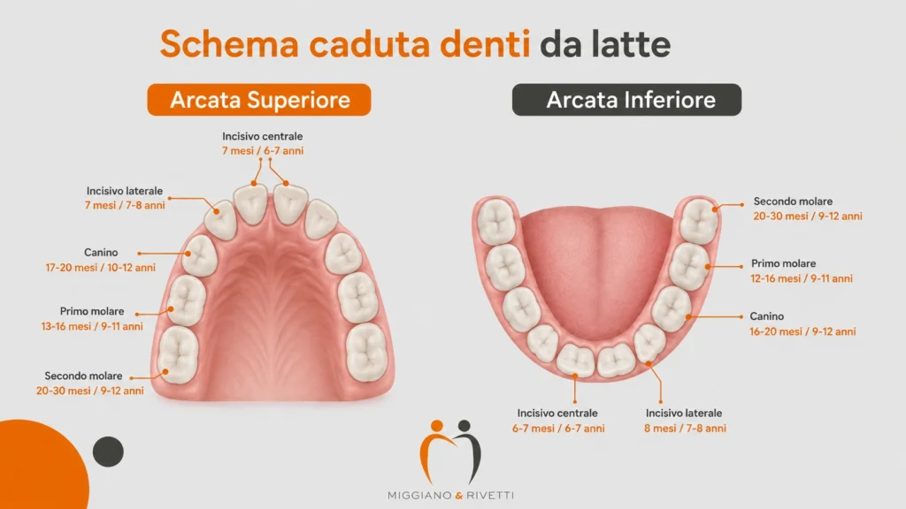 schema illustrativo dell'ordine di caduta dei denti da latte nei bambini